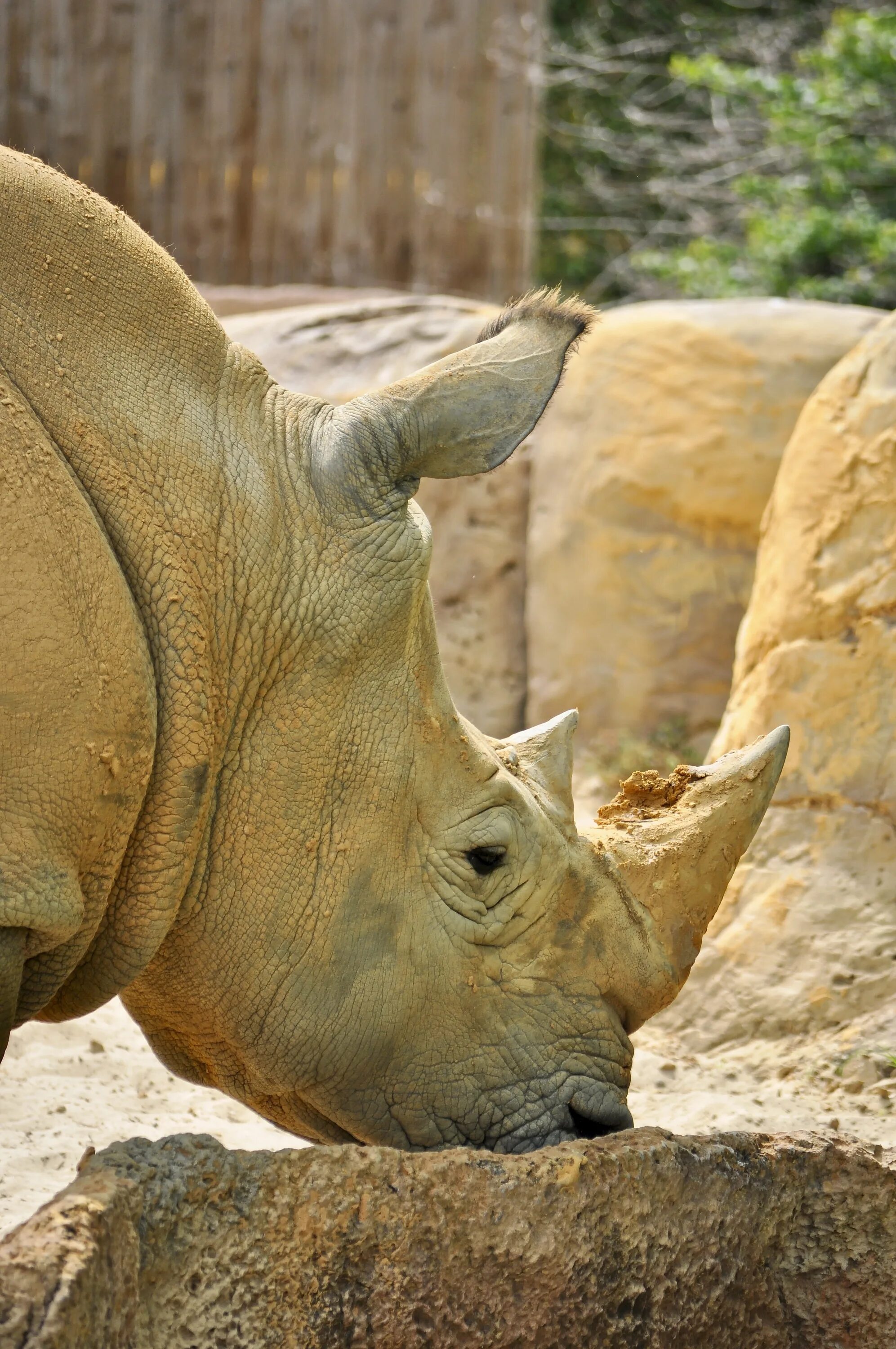 Австралийский носорог. Белый носорог. Белый носорог животное. Цвет носорога.
