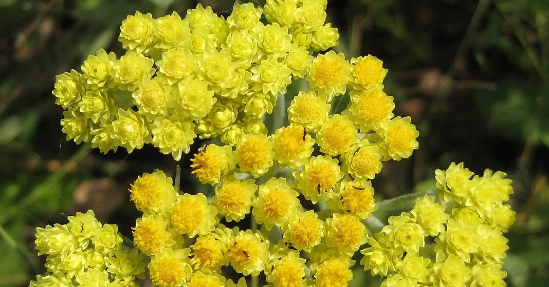 Бессмертник аптека ташкент. Бессмертник песчаный. Helichrysum arenarium. Бессмертник желчегонное. Бессмертник песчаный (цмин).