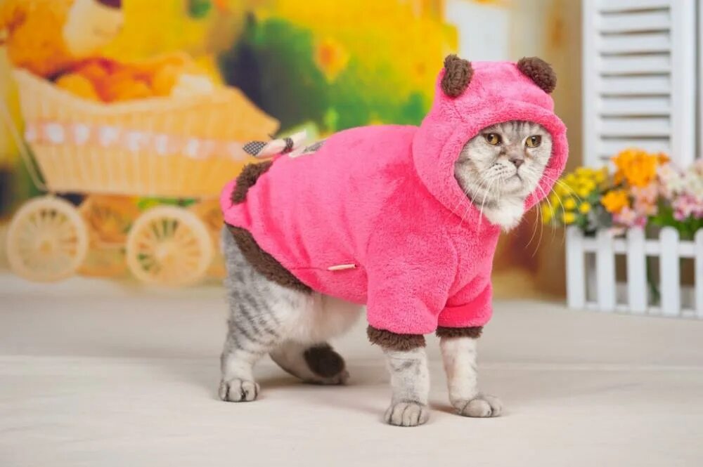 Котики и их одежда. Кот в одежде. наряды для кошек. одежда для котиков. комбинезон для кота.