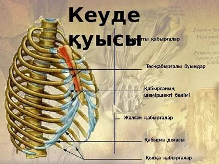 Порно бейне нұсқаулығы
