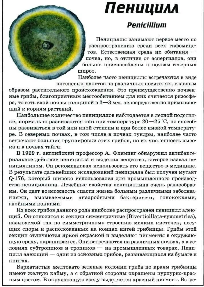 Пеницилл имеет значение. Пеницилл характеристика. пенициллин гриб. пеницилл гриб характеристика. доклад про гриб пеницилл.
