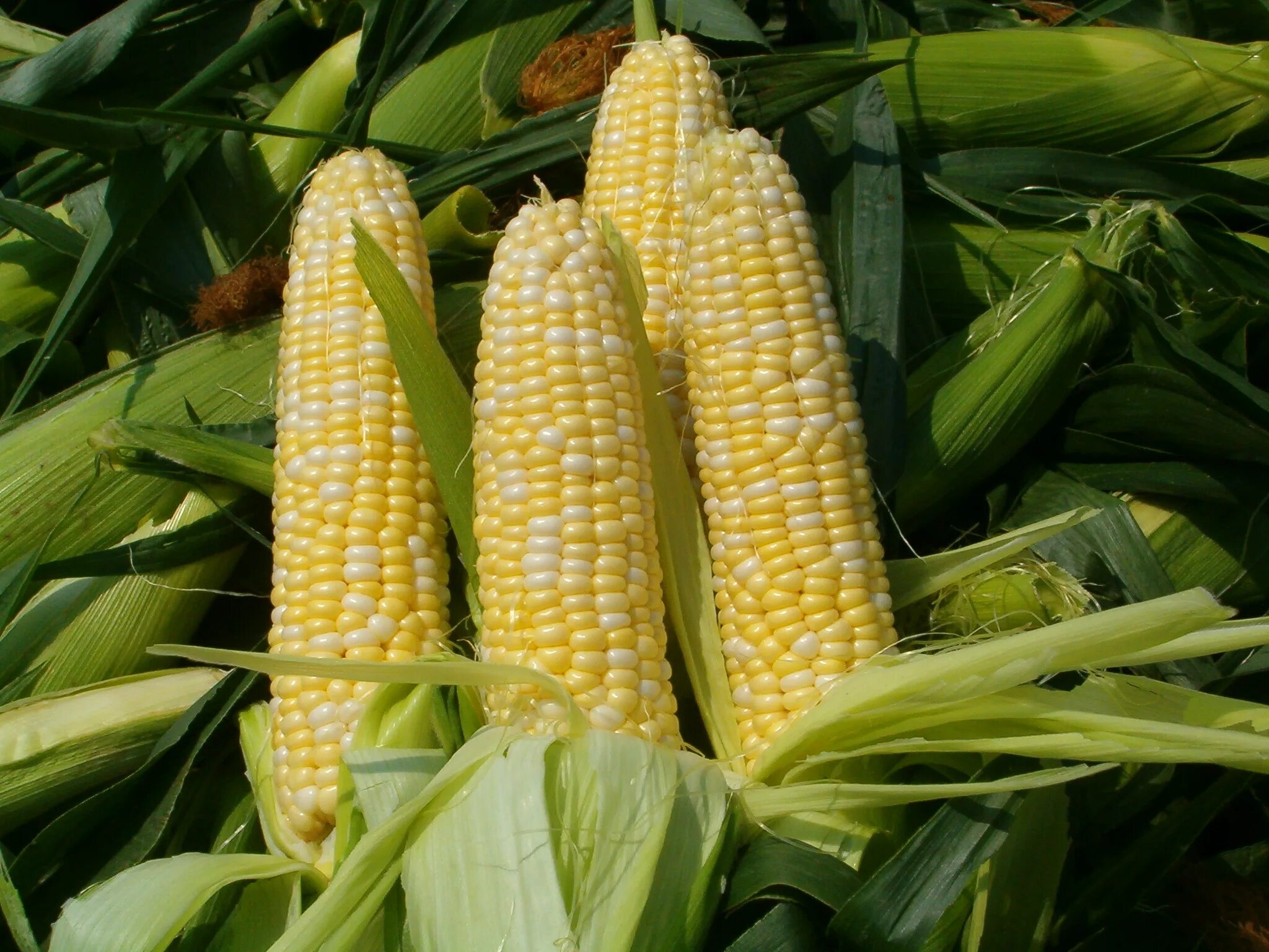 Кукуруза саммер Свит. Кукуруза Санденс. Кукуруза саммер Свит f1. Mays corn