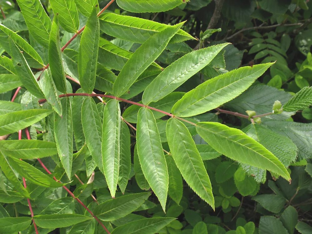 Листья кустов фото с названиями. Sorbus Americana (American Mountain Ash). Ясень ланцетовидный. Ясень кустарниковый. Ясень дерево.