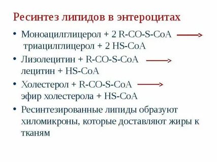 Этапы обмена липидов