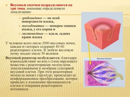 Виды рецепторов языка