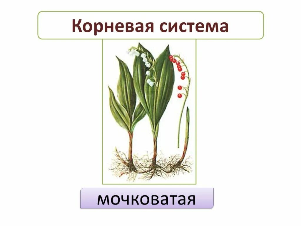 Корневая система ландыша