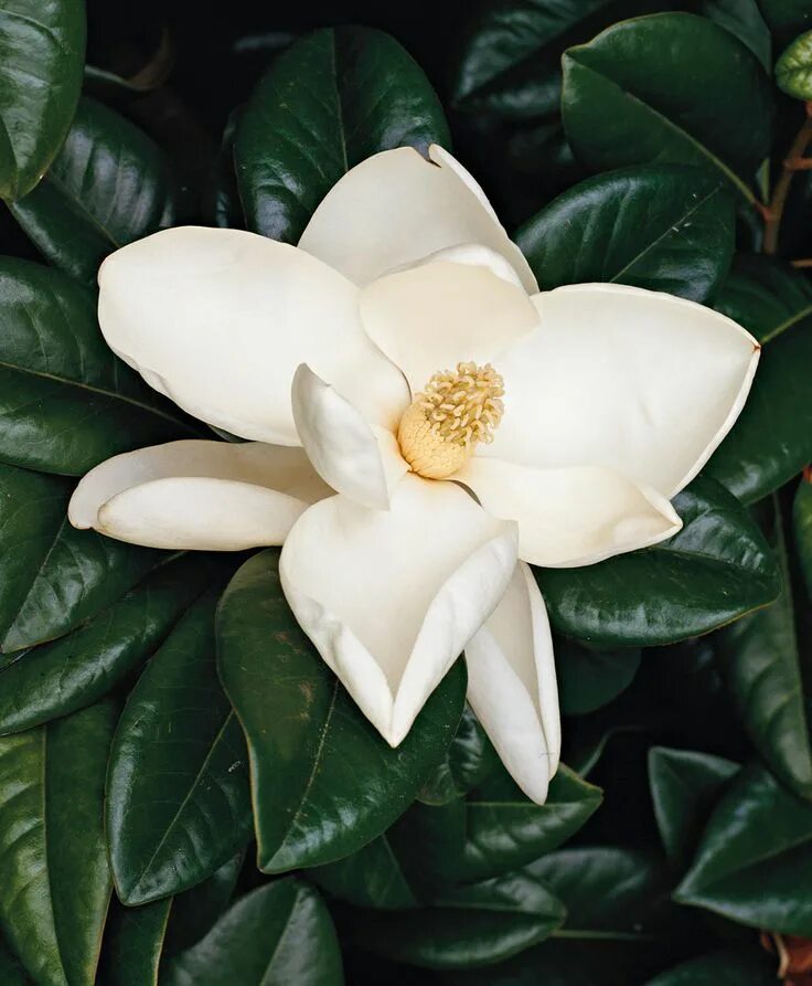 Fragrant flower