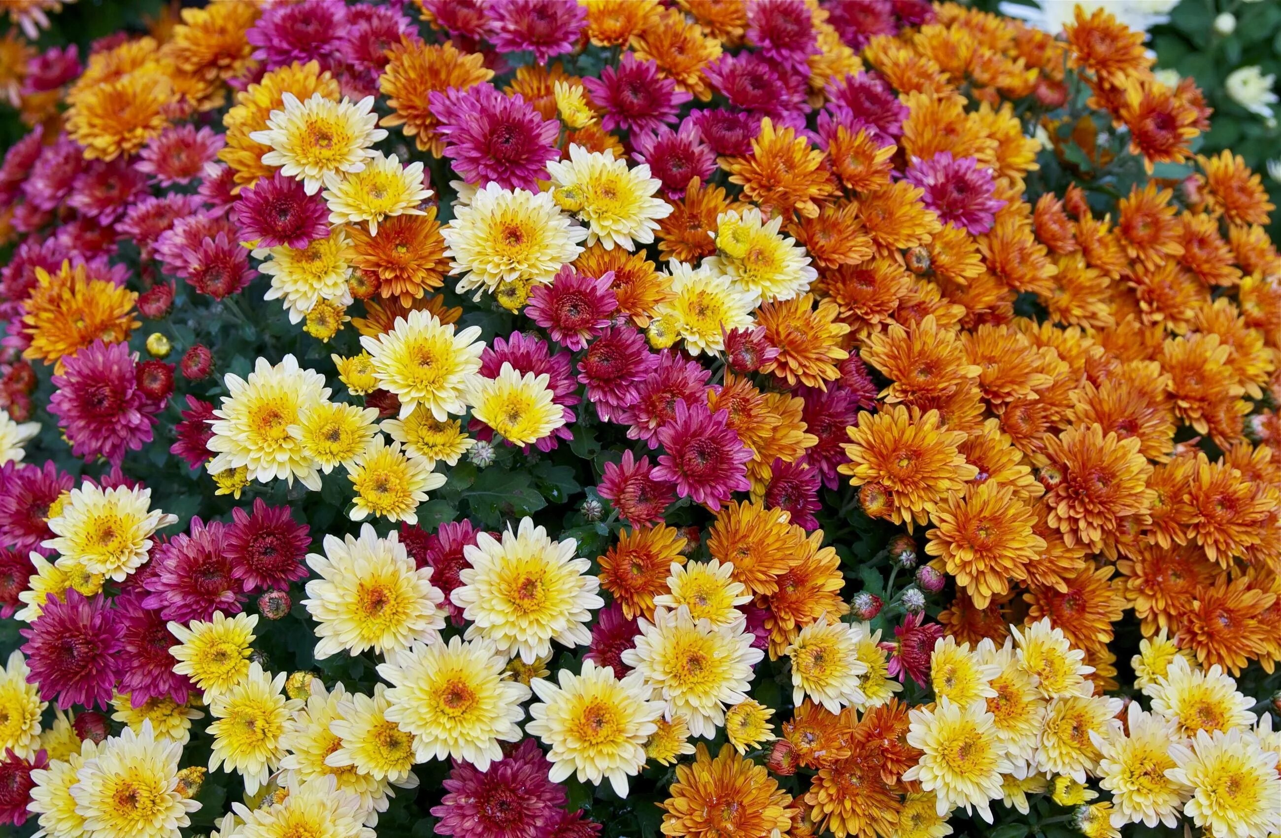 Mums flowers. Хризантема Дунетти махровая. Хризантема индийская индикум. Хризантема корейская Шеннон. Хризантема мультифлора опал.