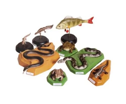 Модель комплект позвоночные животные. Комплект моделей-аппликаций демонстрационный. Макеты и муляжи биология. Модель комплект позвоночные животные. Муляжи животных.