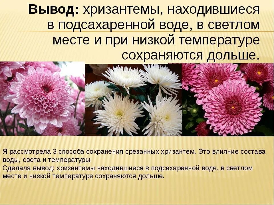 Нет проблем кроме хризантем. Информация о хризантеме. хризантемы описание цветка. хризантема сообщение. сообщение о цветке хризантема.