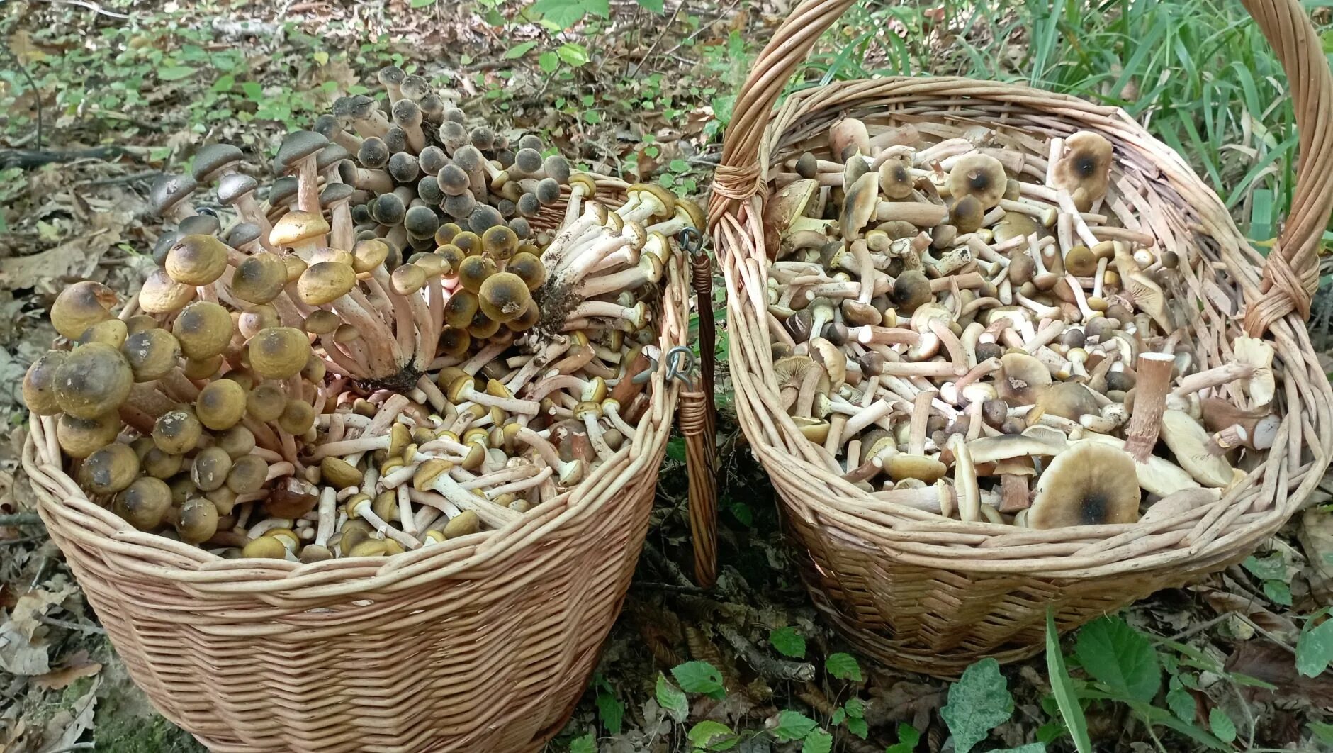 Где в Ленобласти все еще можно собрать грибы в октябре?