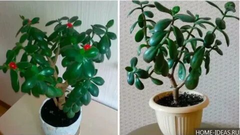 Как пересаживают денежное дерево в горшок