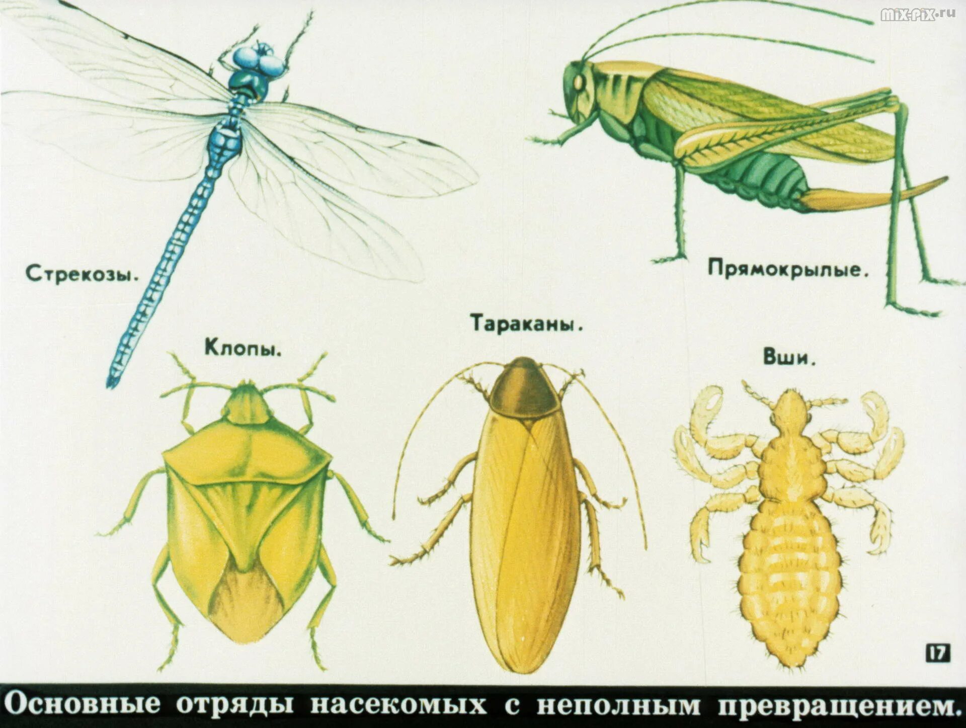 Прямокрылые насекомые представители. Представители насекомых. Класс насекомые. Отряды насекомых с полным и неполным метаморфозом. Прямокрылые Стрекозы представители.