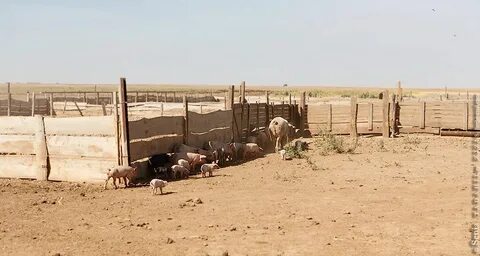 Погода рп5 астраханская область село черный яр