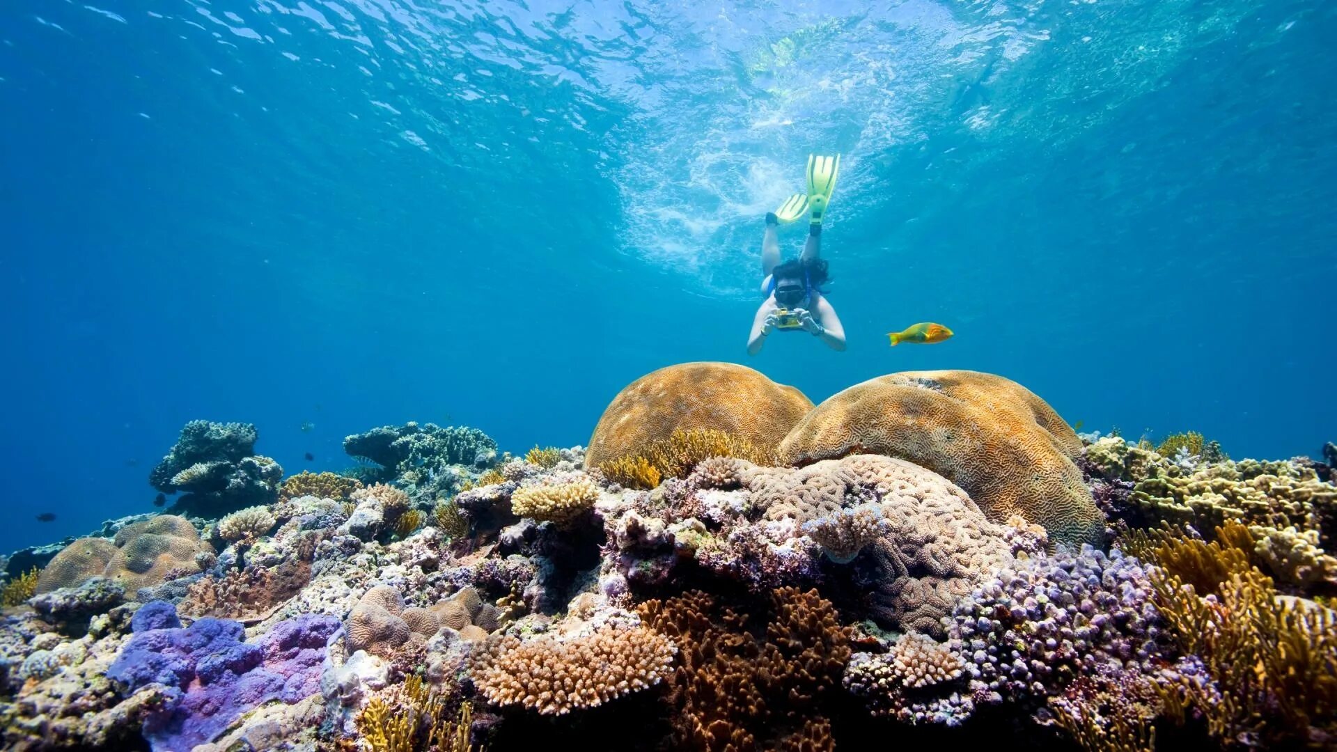 Reef tourism. Большой Барьерный риф Австралия. Дайвинг в Австралии большой Барьерный риф. Большой Барьерный риф National Geographic. Большой Барьерный риф в Кэрнсе.