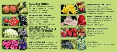 Прайс лист питомника муромцево