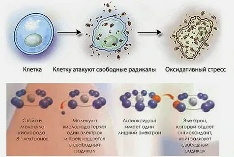 Повреждение клеток свободными радикалами