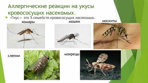 Аллергическая реакция на укус насекомого карта вызова