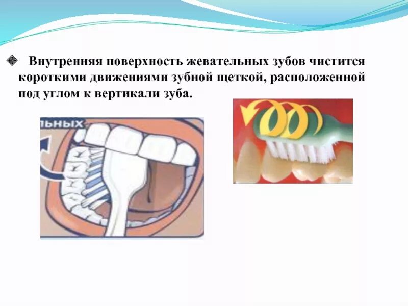 Почему жую зубы. Жевательная поверхность зуба. Окклюзионная поверхность зубов.