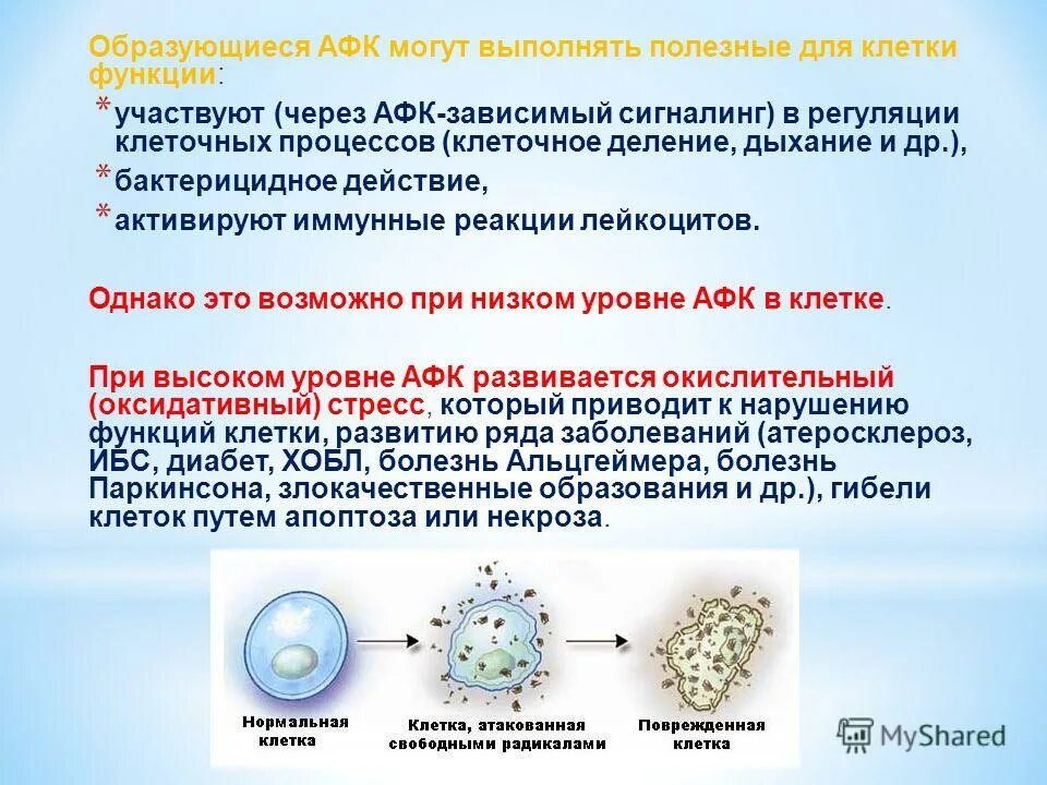 Кислород в каждую клетку. Активные формы кислорода афк. активные формы кислорода свободные радикалы. роль активных форм кислорода. активные формы кислорода в клетке.