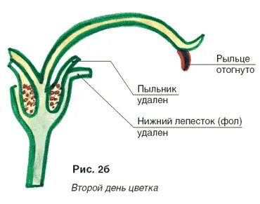 Как выглядит рыльце