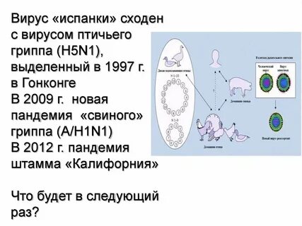 Описание вируса гриппа
