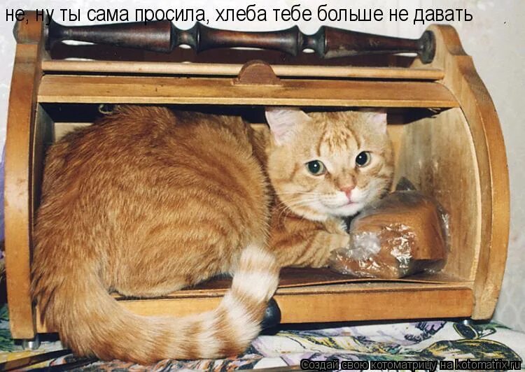 Смешная котоматрица. Сама просит. Сама просит. Надоели эти мемы. Пухнем с голоду прикол.