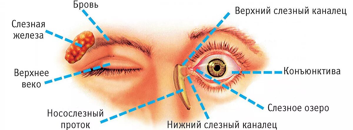 Строение глаза слезная железа. Строение глаза конъюнктивальный. Строение глаза слезный мешок. Строение глаза конъюнктивальный мешок.