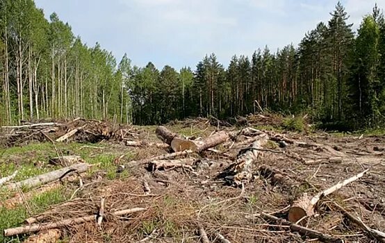 Проект экологическая проблема вырубка лесов Вырубка лесов проект 9 класс