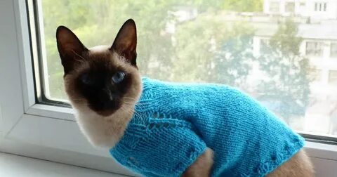 Как связать кофту коту