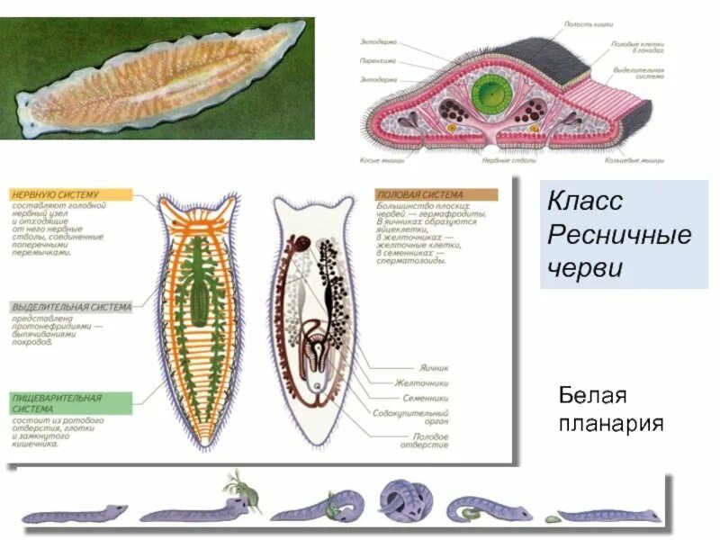 Система ресничных червей. Тип плоские черви 7 класс белая планария строение. Тип плоские черви турбеллярии. Тип плоские черви класс Ресничные черви. Тип плоские черви класс Ресничные строение.