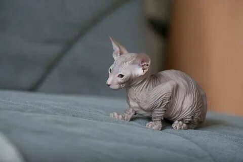 Маленькие котята сфинкс