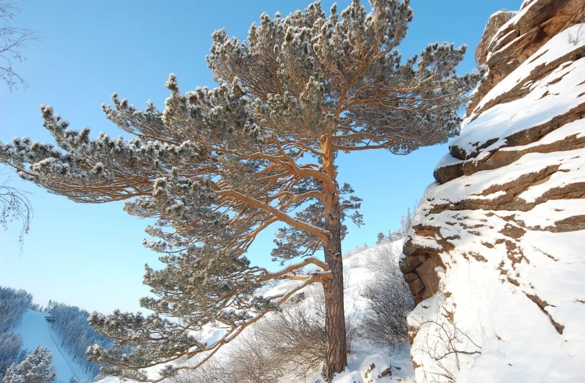 Деревья в снегу. Сосновый лес в снегу. Аляскинский кедр. Сибирский кедр зимой. Кедровая сосна шишки и хвоинки.