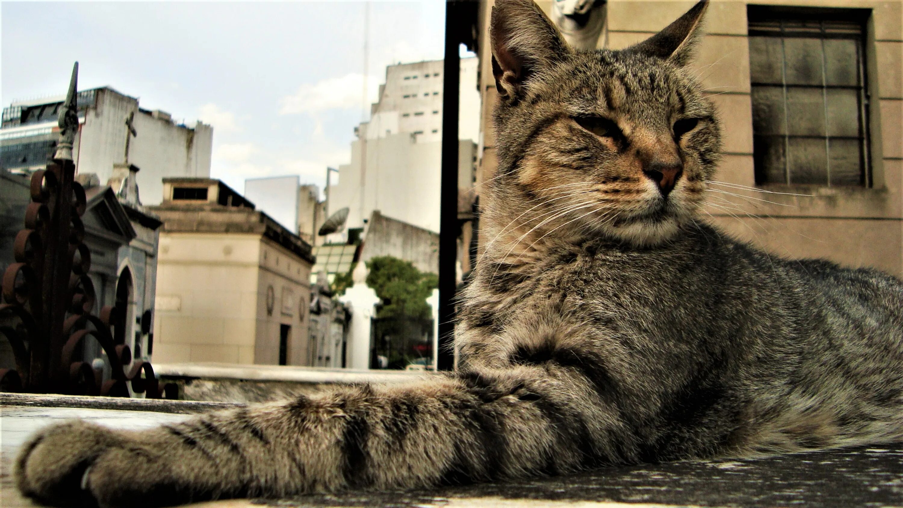 Urban cats. Urban cats. Urban cats. Городской кот. Стамбул город кошек.