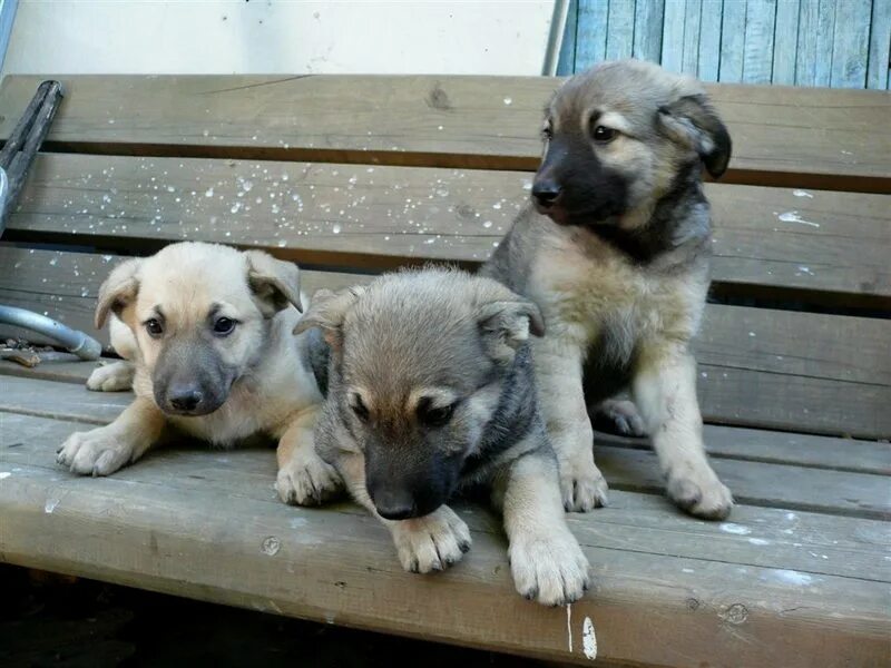 Отдам добрые руки щенков породистую. Отдаю щенка мелкой породы. Отдам добрые руки щенков породистую. Породистые щенки. Щенки даром г.