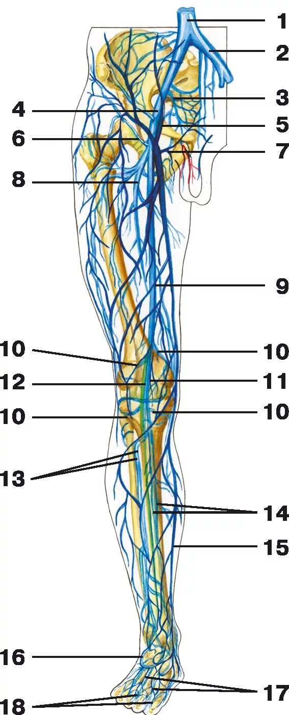 Анатомия подколенной вены. Подвздошная Вена анатомия. Поверхностная бедренная Вена анатомия. Поверхностные вены нижней конечности схема.
