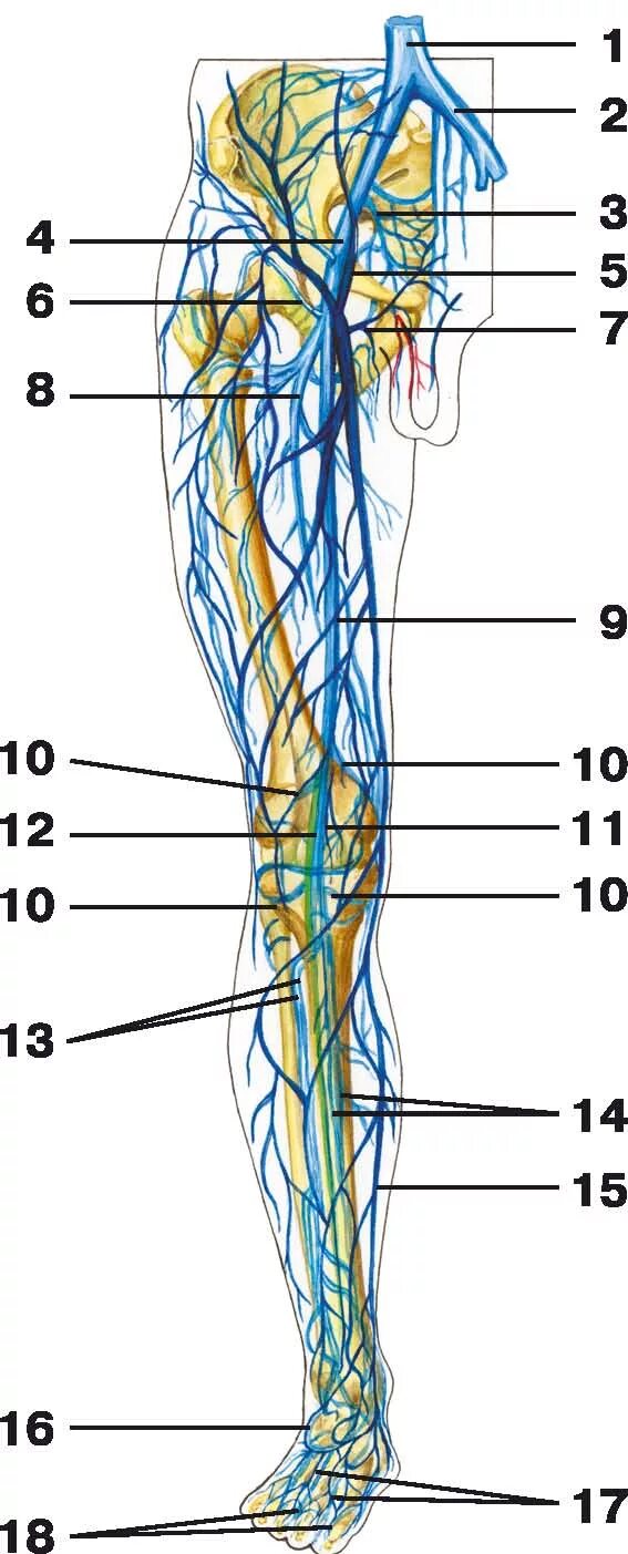 Карта вен нижних конечностей. Подвздошная Вена анатомия. Бедренная Вена анатомия. Поверхностные вены нижней конечности схема. Вены таза и нижних конечностей схема.