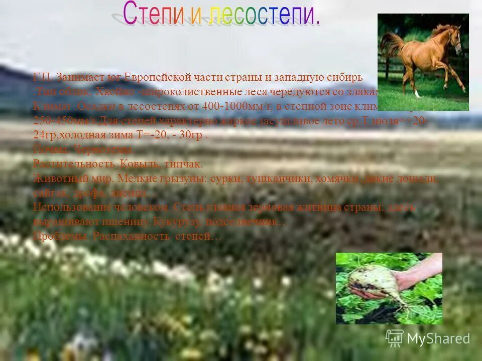 Зона степи Западной Сибири. +- Проживания в степи. Степи и лесостепи преимущества проживания. Ограничения для проживания в степи.