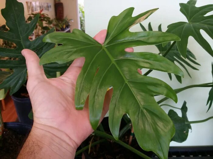 Филодендрон лучистый /philodendron radiatum/. Филодендрон т31. Филодендрон элеганс лучистый. Филодендрон радиатум вариегатный. Филодендрон лучистый.