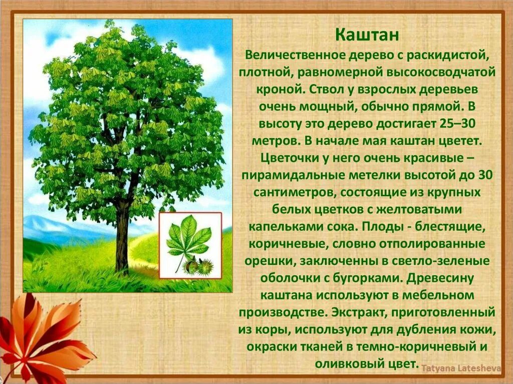 Каштан дерево. Каштан дерево описание. Энциклопедия деревьев. Имена обозначающие дерево