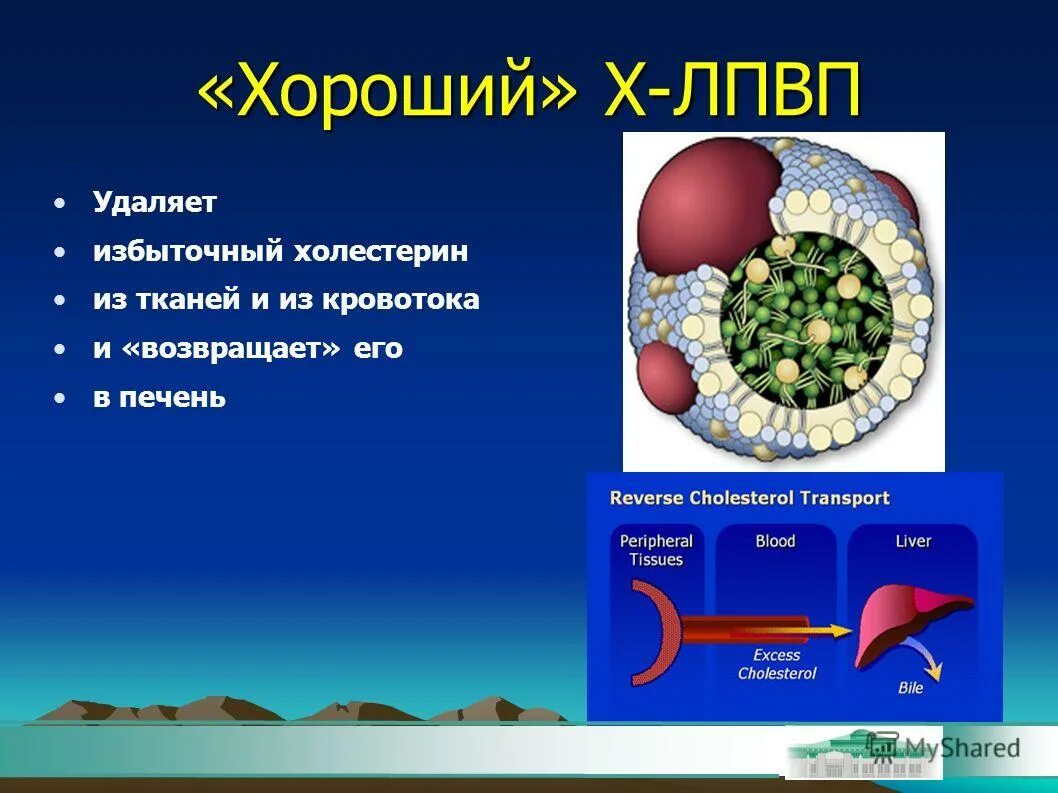 Строение липопротеинов высокой плотности. ЛПНП И ЛПВП. Холестерин ЛПВП. Холестерин липопротеинов низкой плотности.