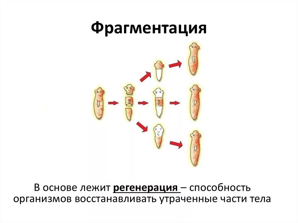 Деление лежащие в основе бесполого размножения. Фрагментация бесполое размножение. Фрагментация бесполое размножение схема. Бесполое размножение фрагментами. Вегетативное размножение фрагментация примеры.