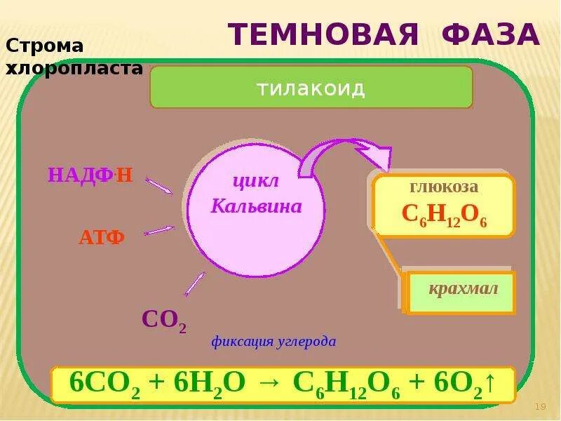 Темновая фаза где. Темновая фаза фотосинтеза. Темная фаза фотосинтеза. Темновая фаза фотосинтеза цикл Кальвина. Реакции Темновой фазы фотосинтеза.