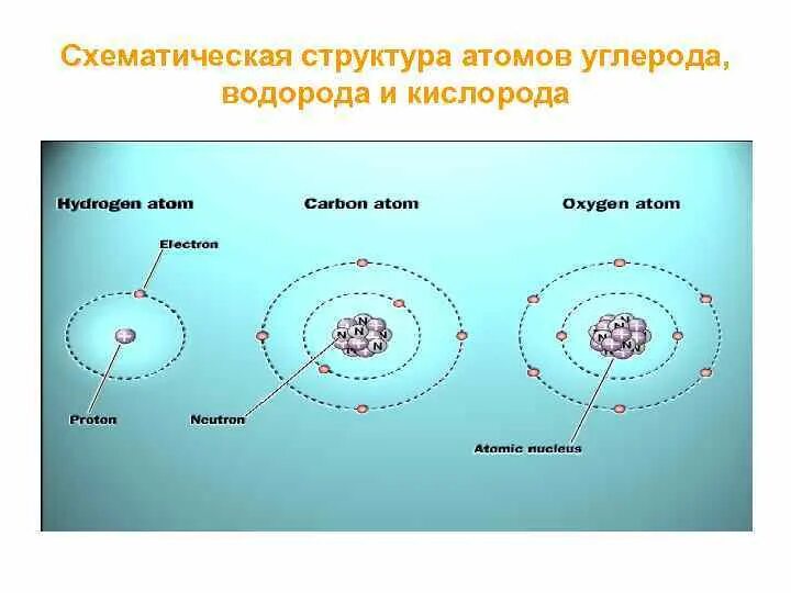 Состоят из атомов углерода и водорода. Строение ядра углерода. Схематическая модель атома углерода. Строение атома кислорода и водорода. Схематическое строение атома кислорода.