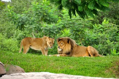 Animal s life