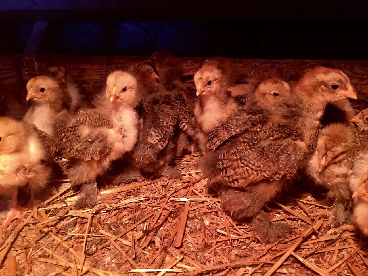 Цыплята Брама куропатчатая 2 недели. Цыплята Брама три недели. Цыплята Брама 3 недели. Двухнедельные цыплята Брама.