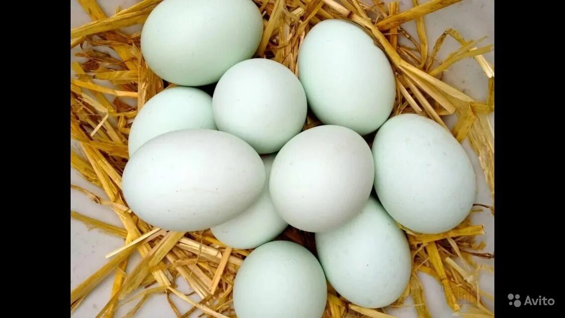 Купить яйцо ростовская область. Инкубационное яйцо утки. Агидель Фаворит яйцо. Утиные яйца. Яйца уток.