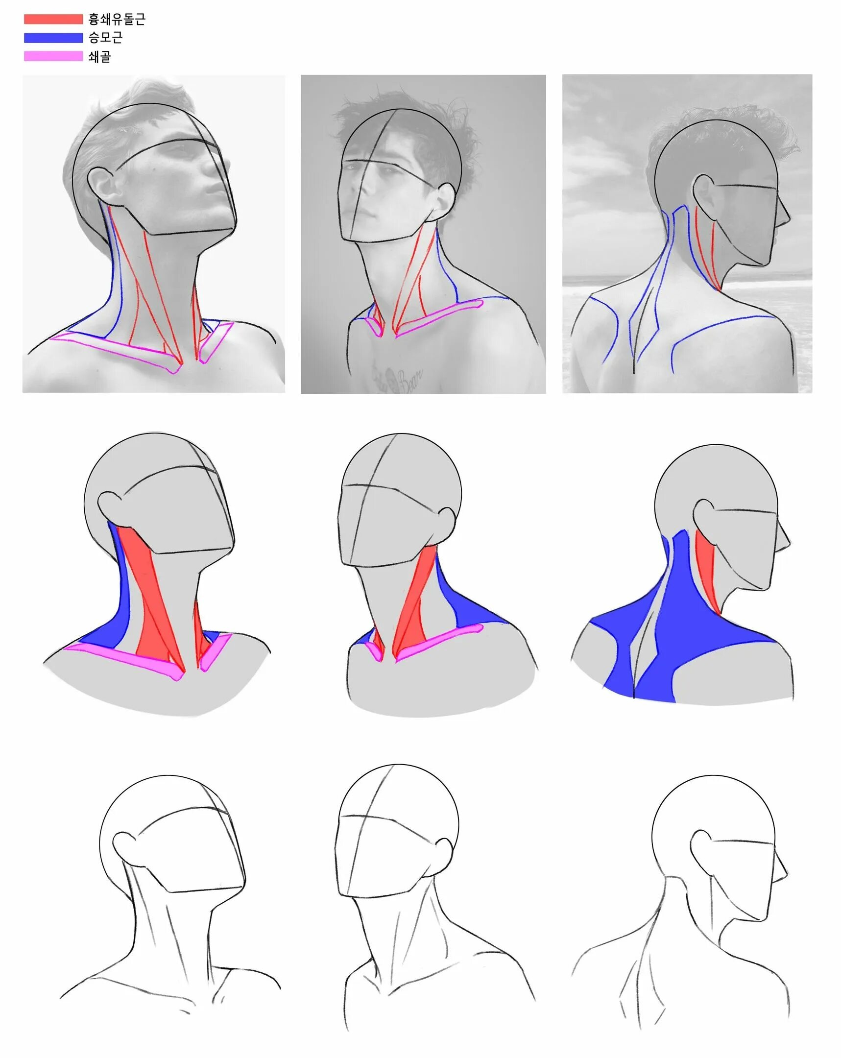 Head forms. Голова и шея референс. Шея человека референс. Голова человека в профиль референс. Анатомия шеи референс.