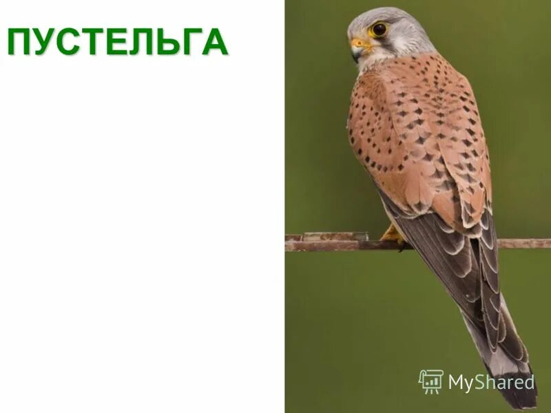 пустельга книга. пустельга самка и самец. сообщение о пустельге. степная пустельга falco naumanni fleischer, 1818. степная пустельга описание.