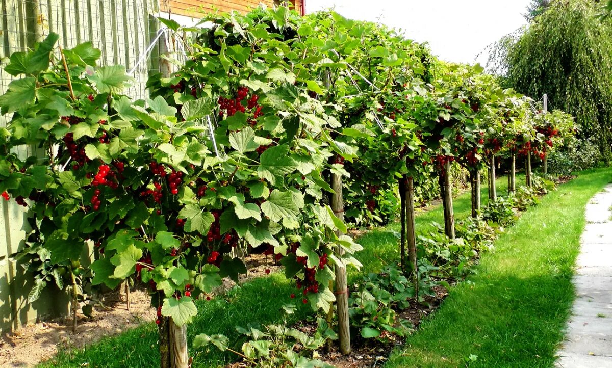 Garden fencing, School garden, Plants